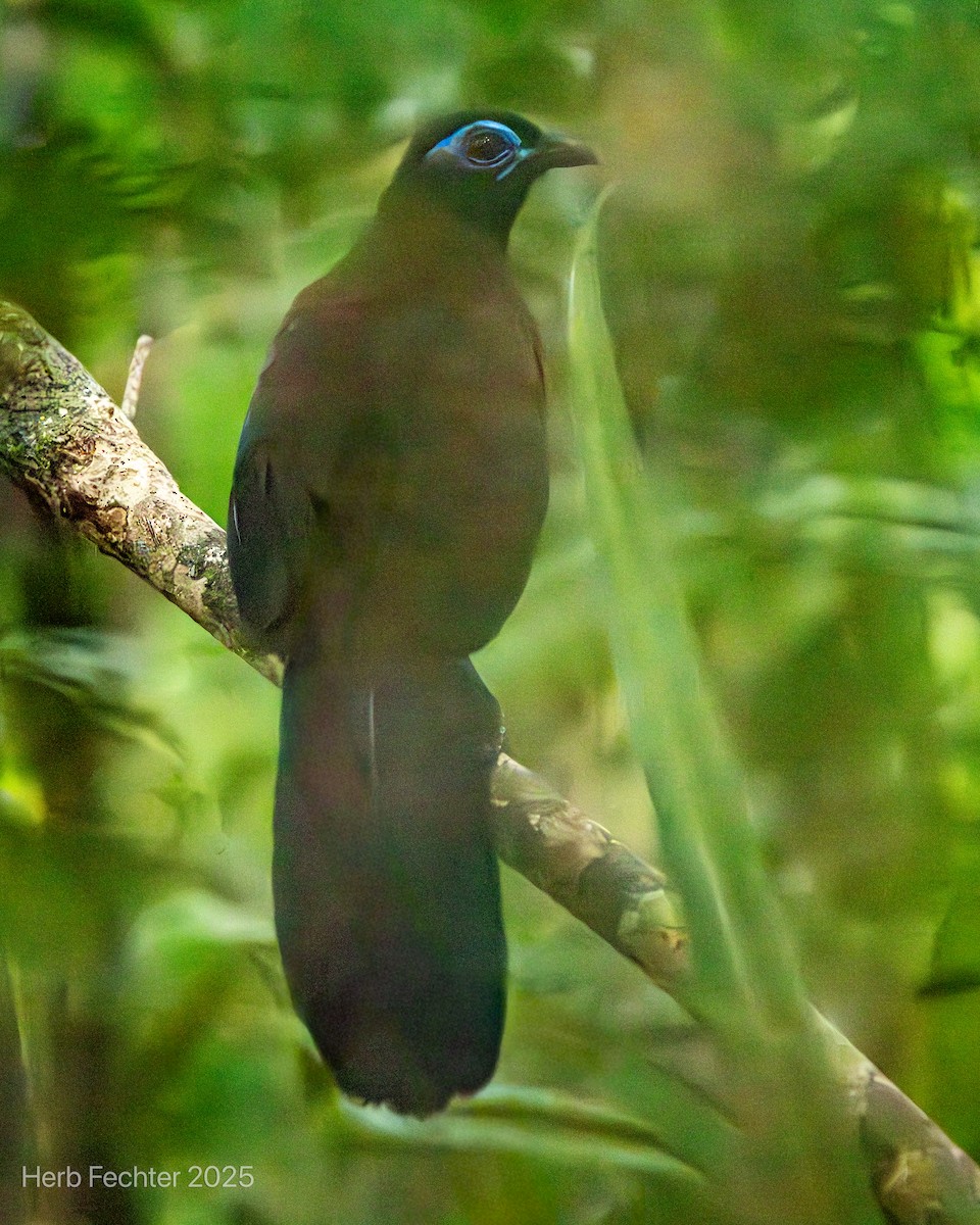 Red-breasted Coua - ML646465989