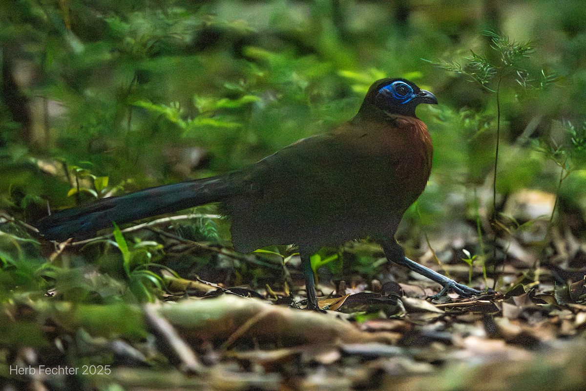 Red-breasted Coua - ML646465990