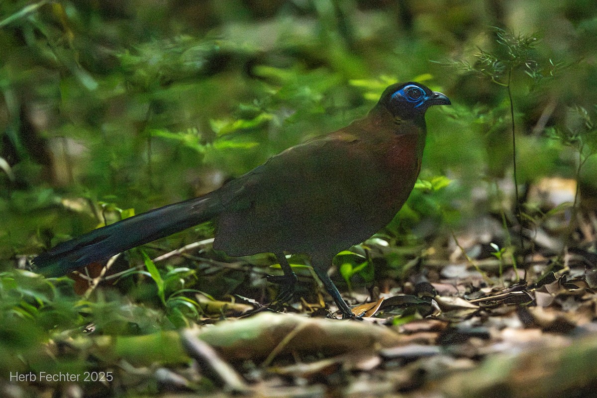 Red-breasted Coua - ML646465991