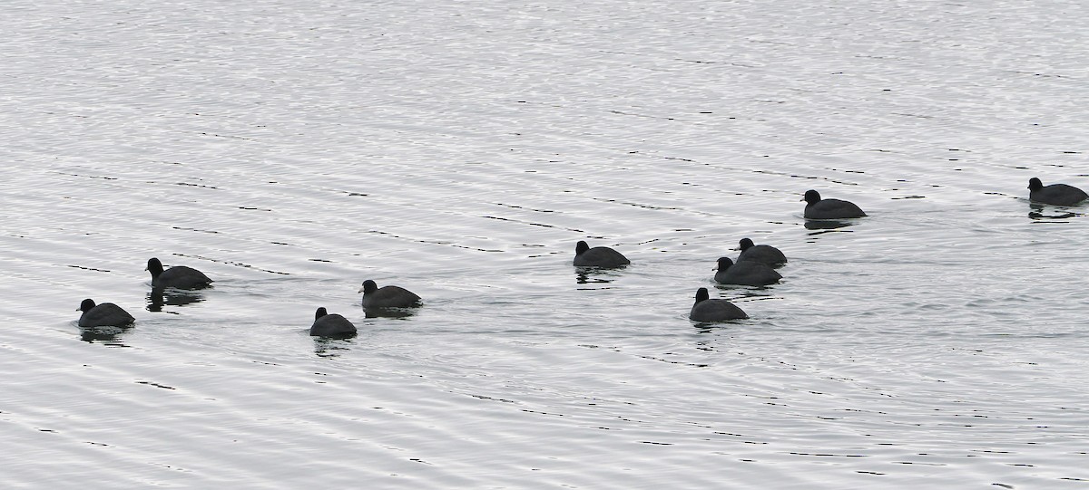 American Coot - ML646465992