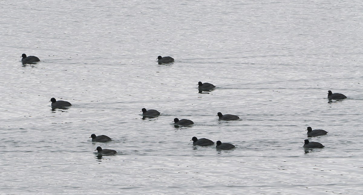 American Coot - ML646465993