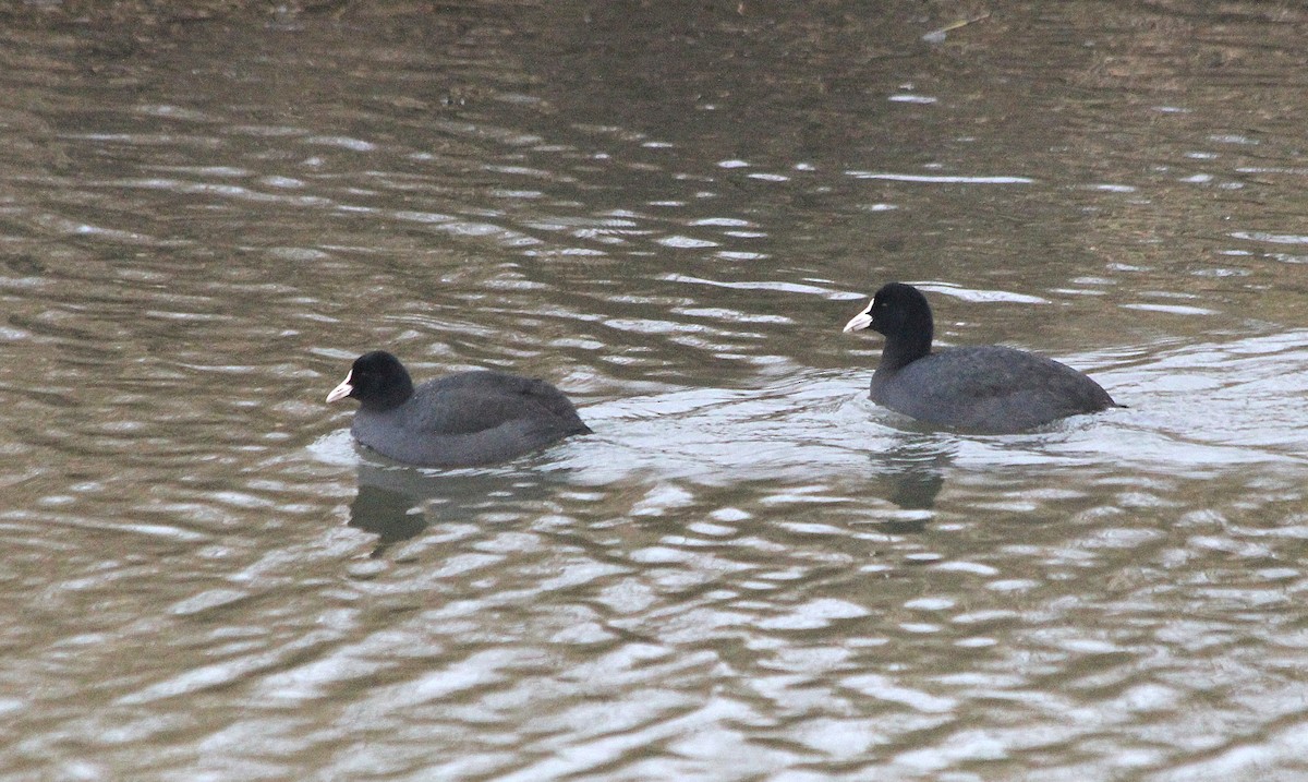 Eurasian Coot - ML646465995
