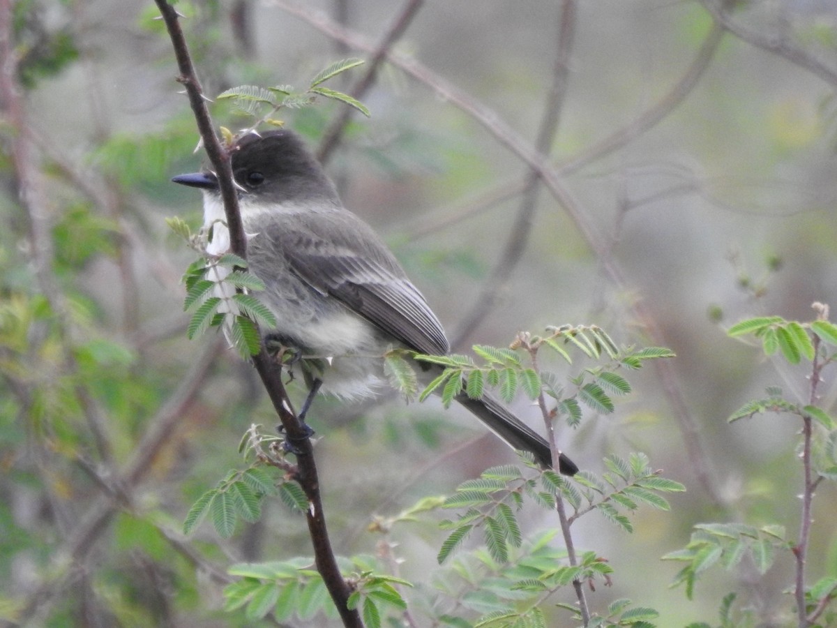 Ak Karınlı Fibi - ML646465996