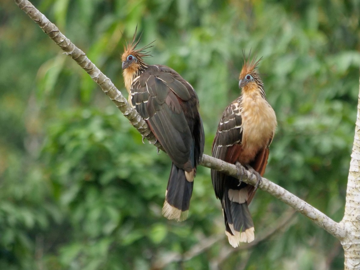 Hoatzin - ML646465997