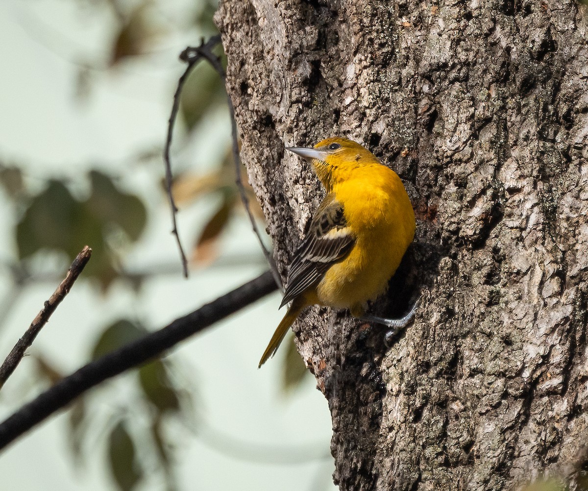 Baltimore Oriole - ML646466000