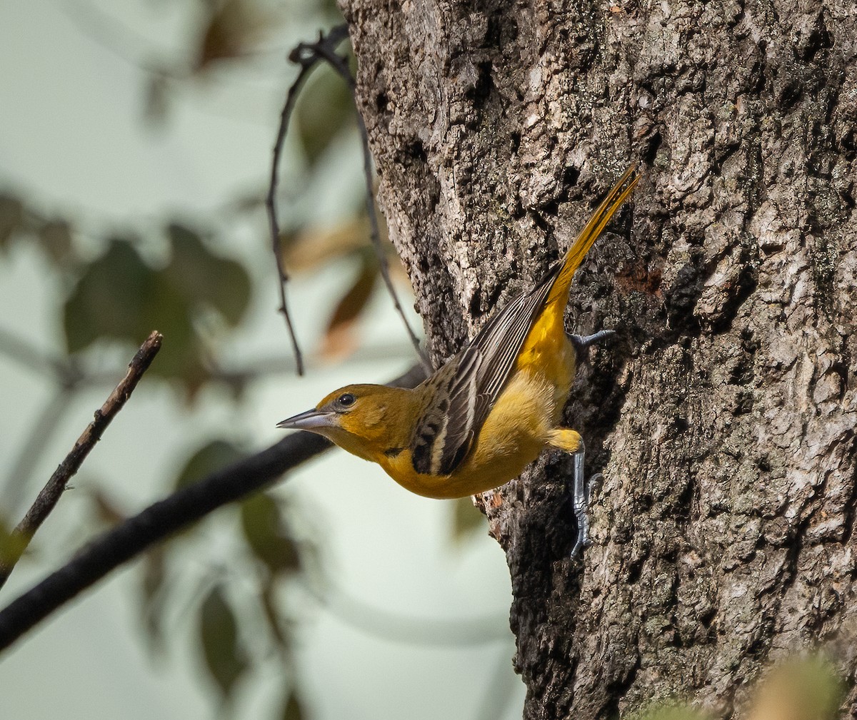 Baltimore Oriole - ML646466001