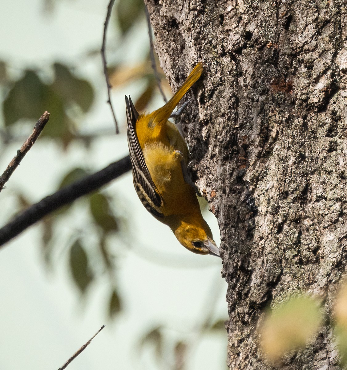 Baltimore Oriole - ML646466002