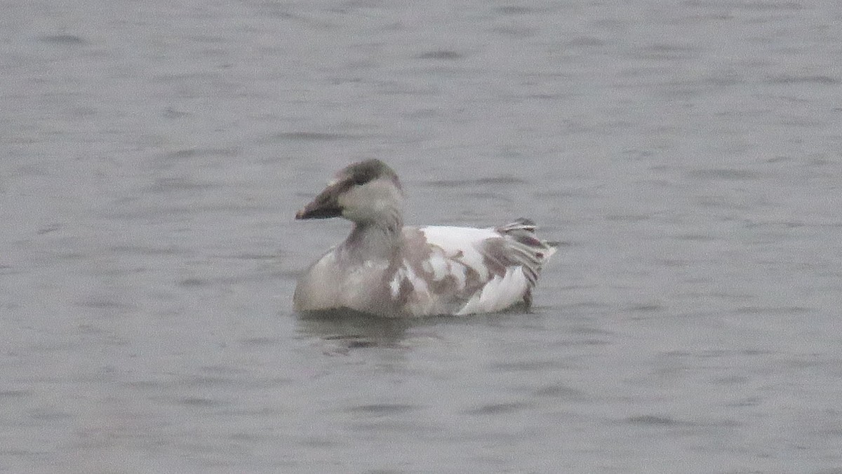 Snow Goose - ML646466005