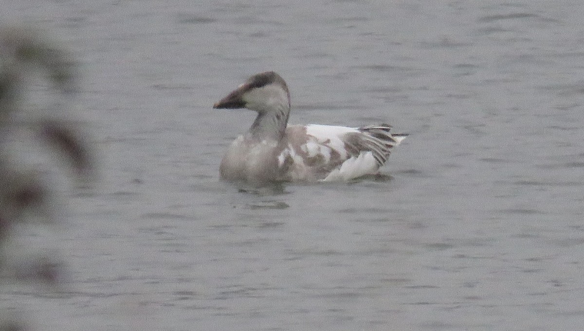 Snow Goose - ML646466006