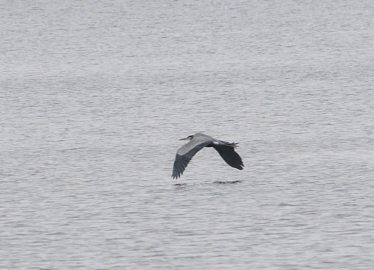 Great Blue Heron - ML646466008