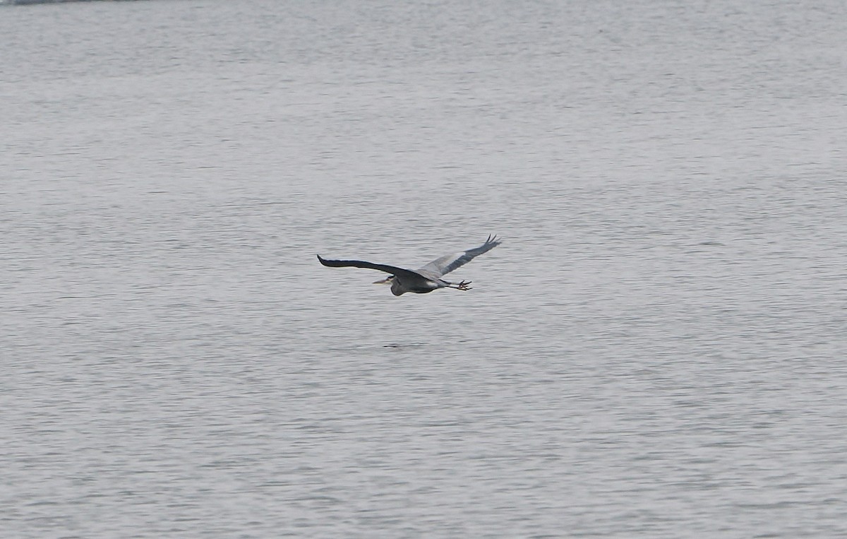 Great Blue Heron - ML646466009