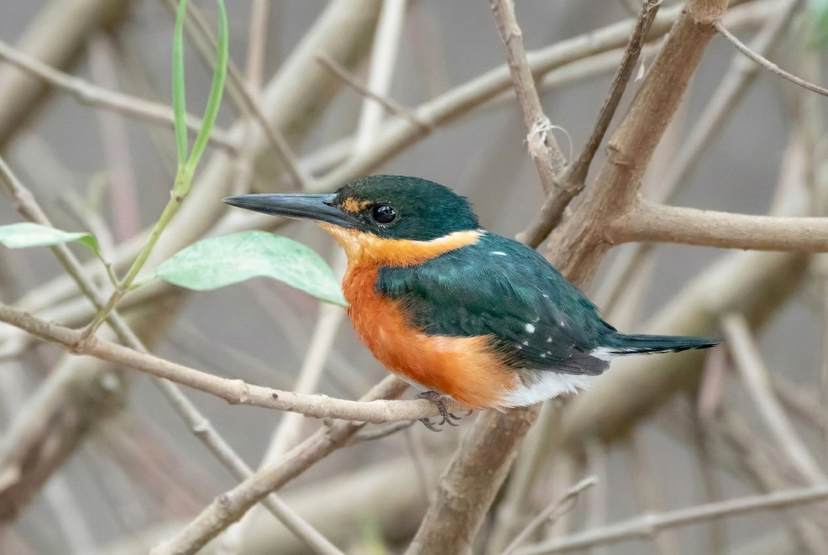 bronseisfugl - ML646466017