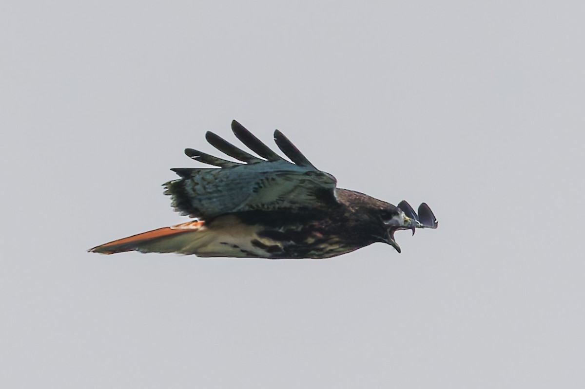 Red-tailed Hawk (abieticola) - ML646466018
