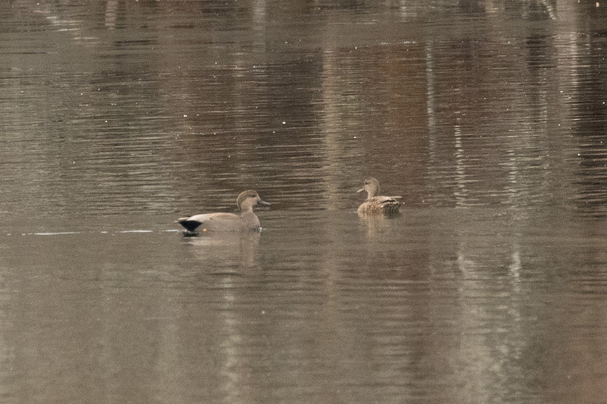 Gadwall - ML646466019