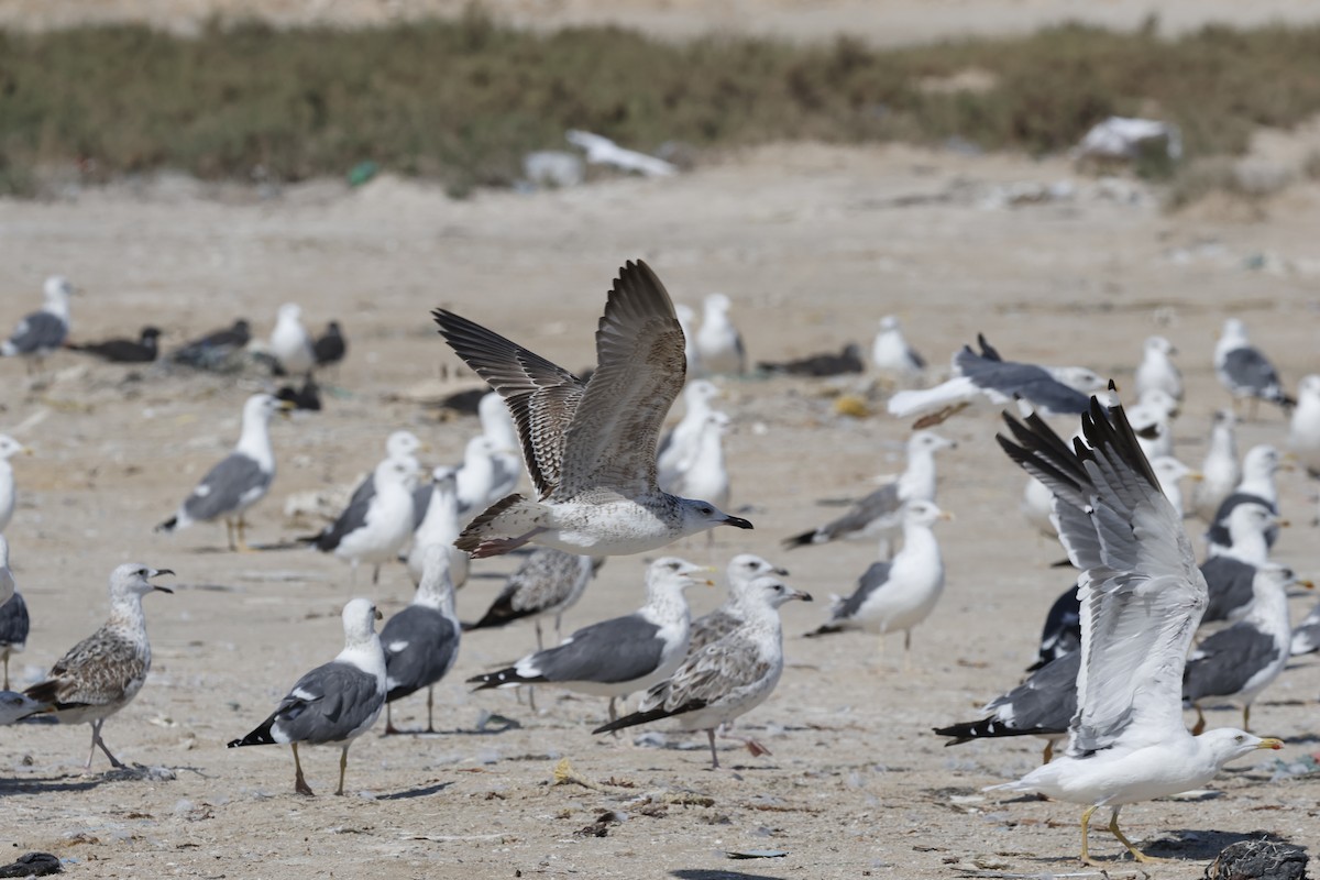 Kaio iluna (barabensis) - ML646466020