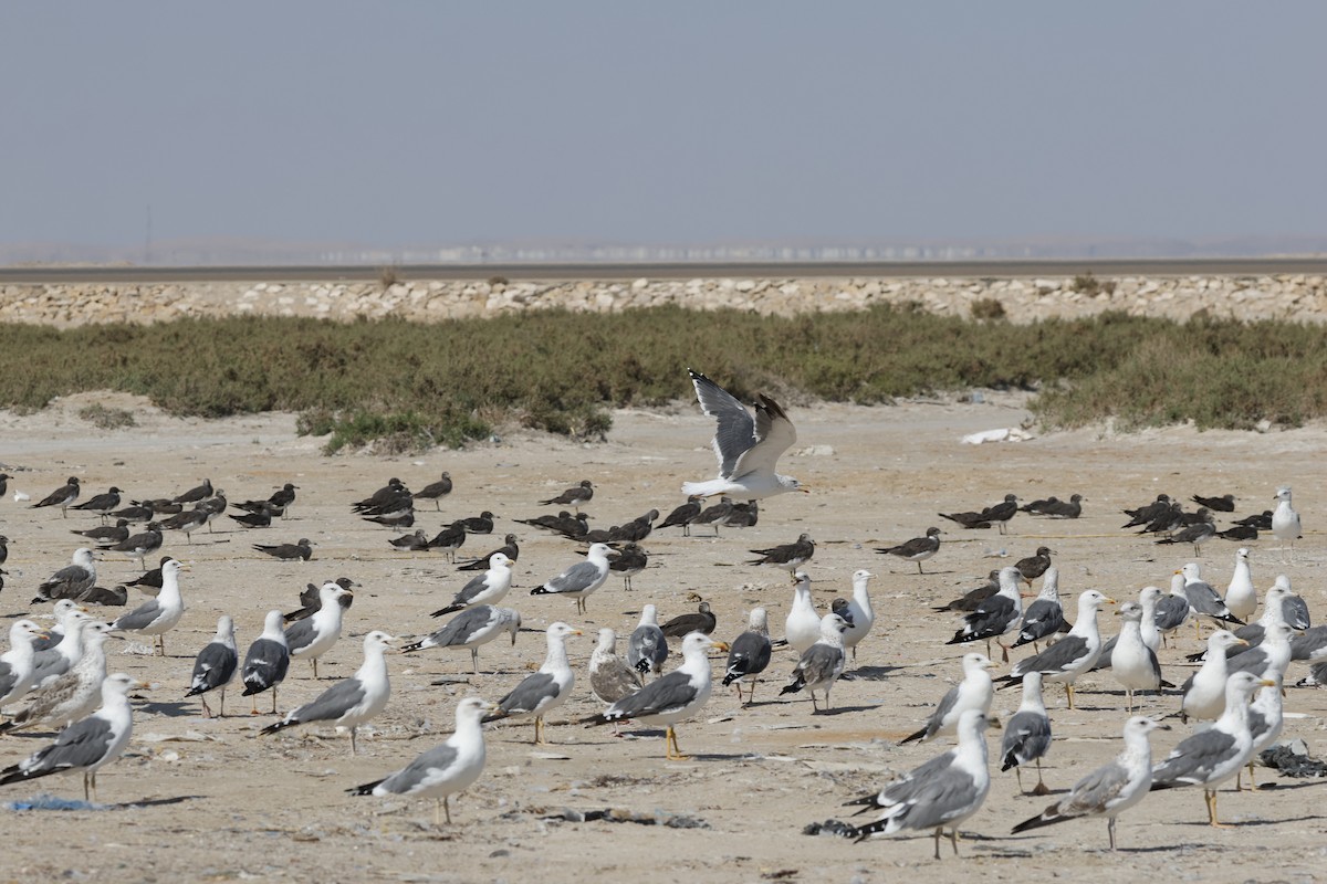 Kaio iluna (barabensis) - ML646466021