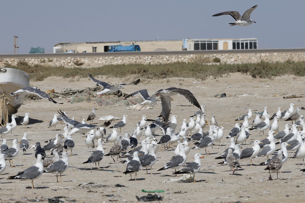 Kaio iluna (barabensis) - ML646466022