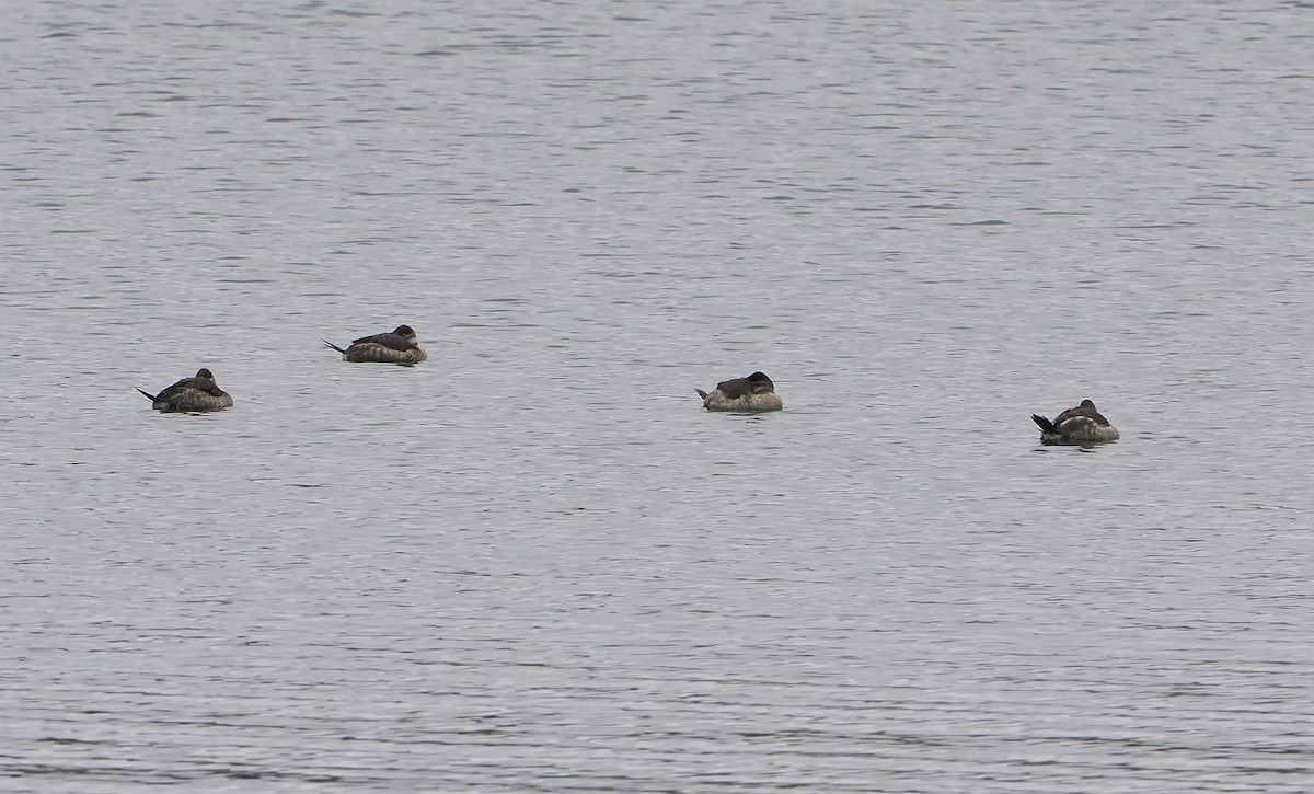 Ruddy Duck - ML646466025