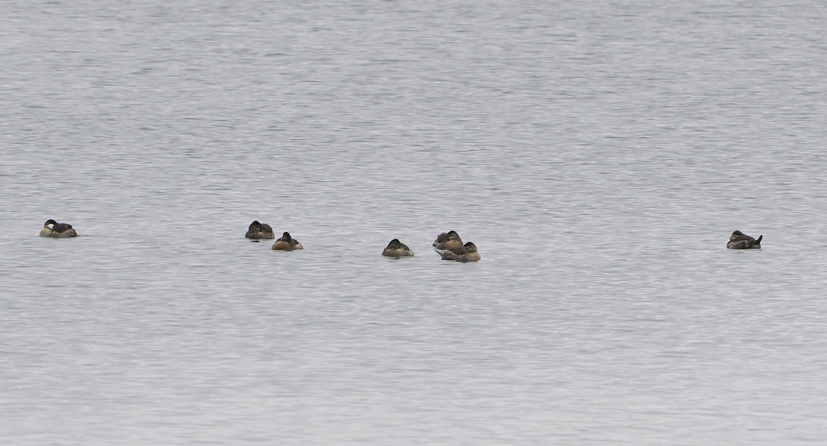 Ruddy Duck - ML646466026