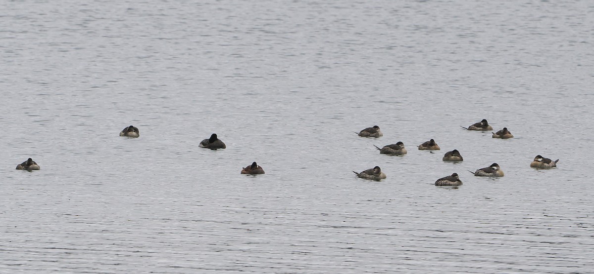 Ruddy Duck - ML646466027