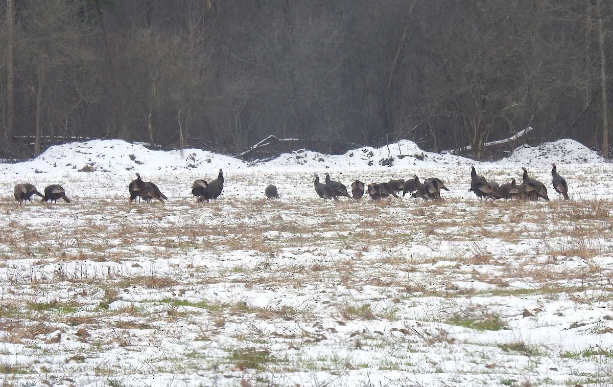 Wild Turkey - ML646466028