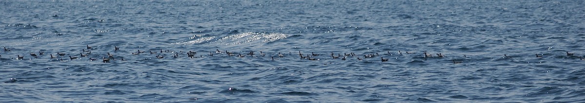 Phalarope à bec étroit - ML646466030
