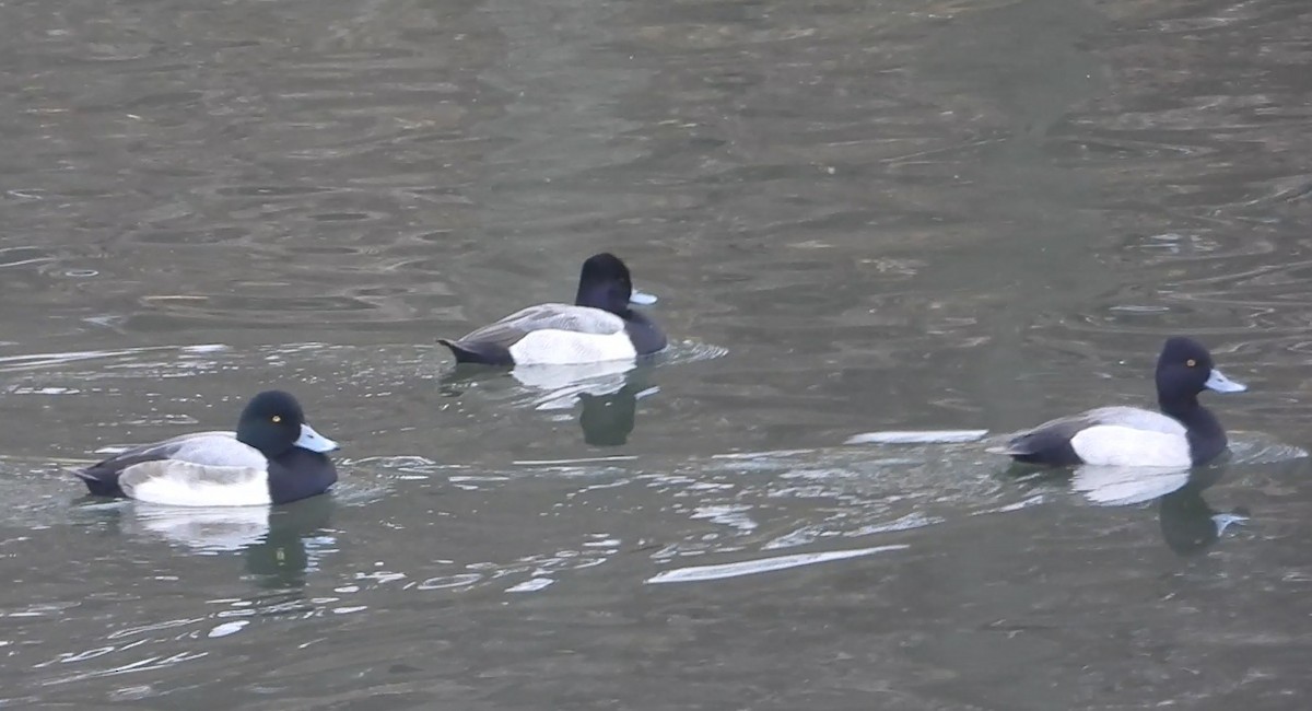 小斑背潛鴨 - ML646466032