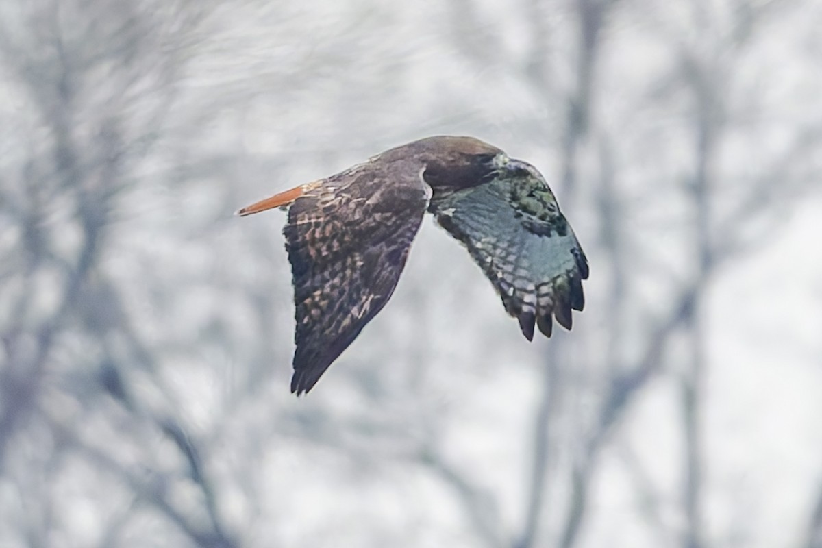 Red-tailed Hawk (abieticola) - ML646466033