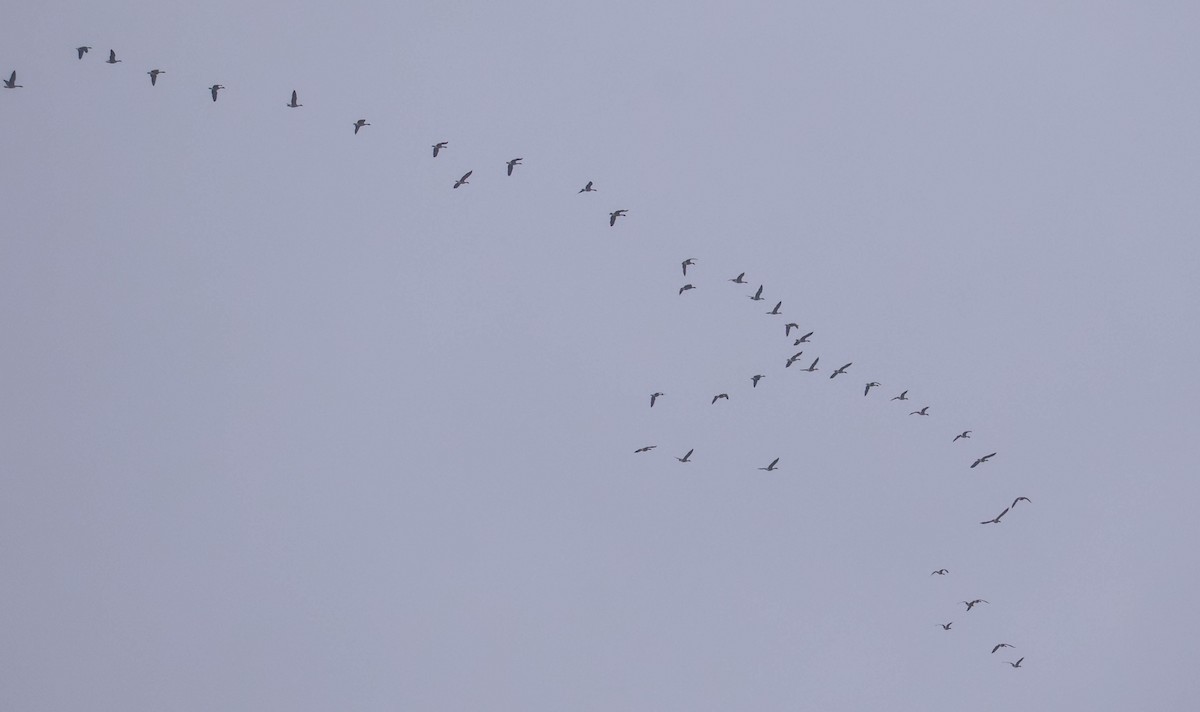 Canada Goose - ML646466034