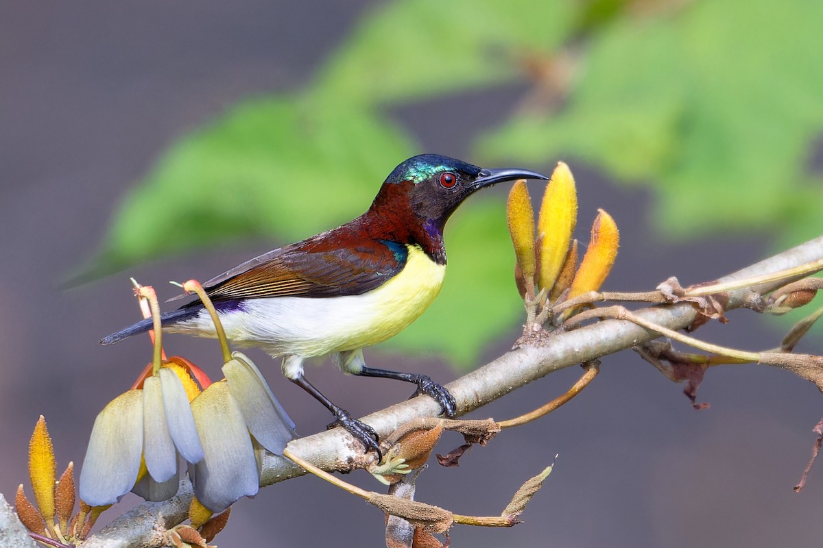 Mor Sokumlu Nektarkuşu - ML646466035