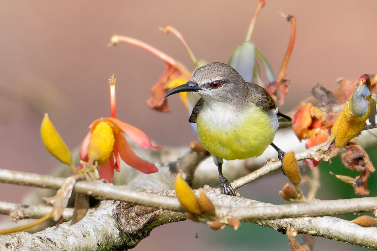 Mor Sokumlu Nektarkuşu - ML646466041