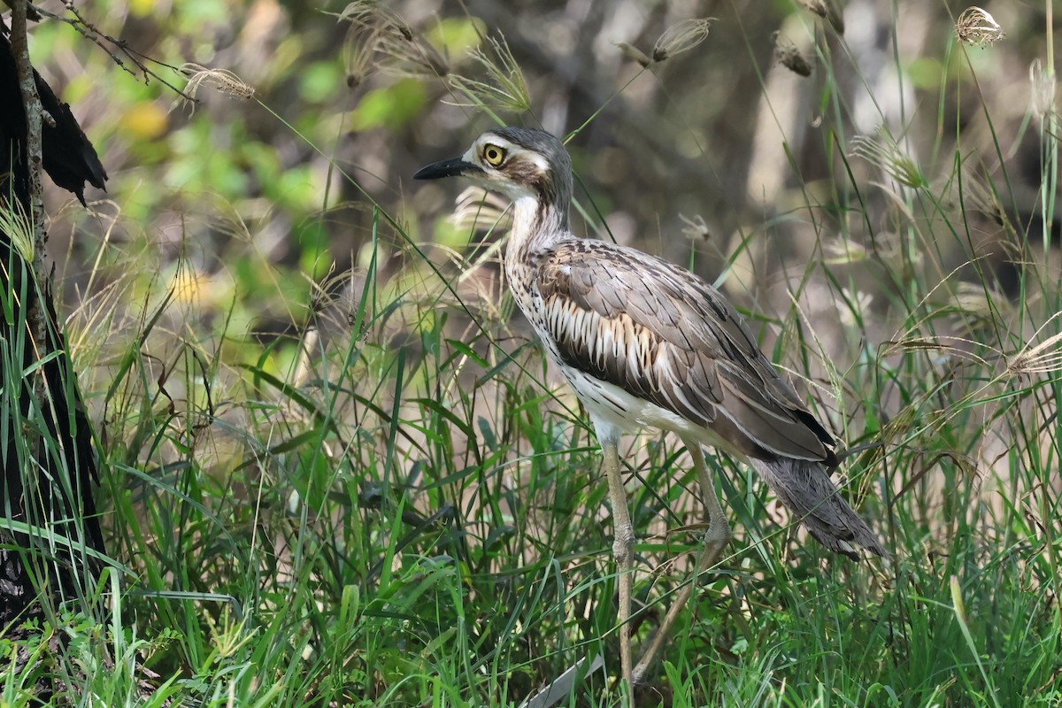 Bush Thick-knee - ML646466043