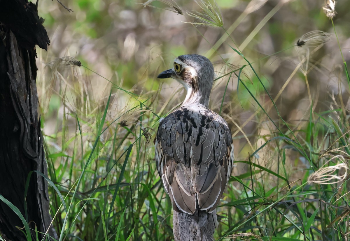 Bush Thick-knee - ML646466045