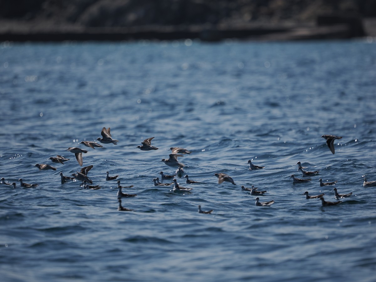 Phalarope à bec étroit - ML646466046