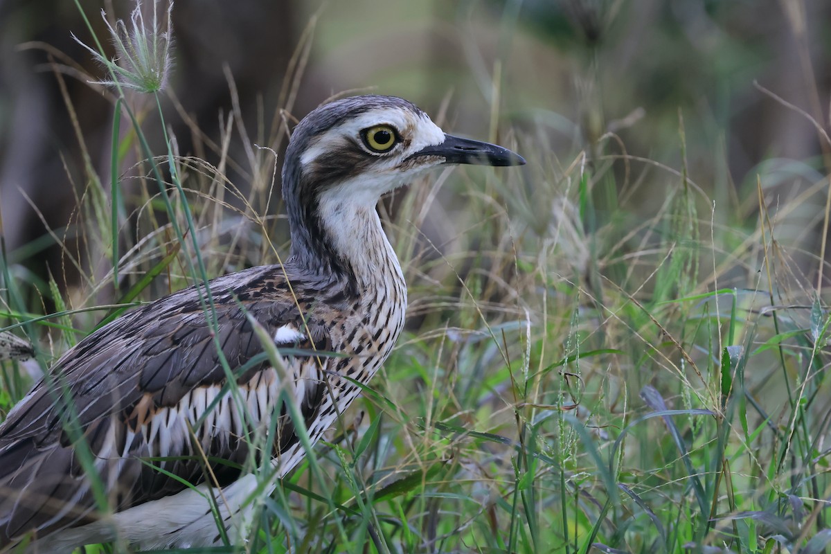 Bush Thick-knee - ML646466048