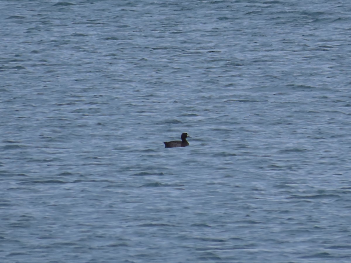 bergand - ML646466053