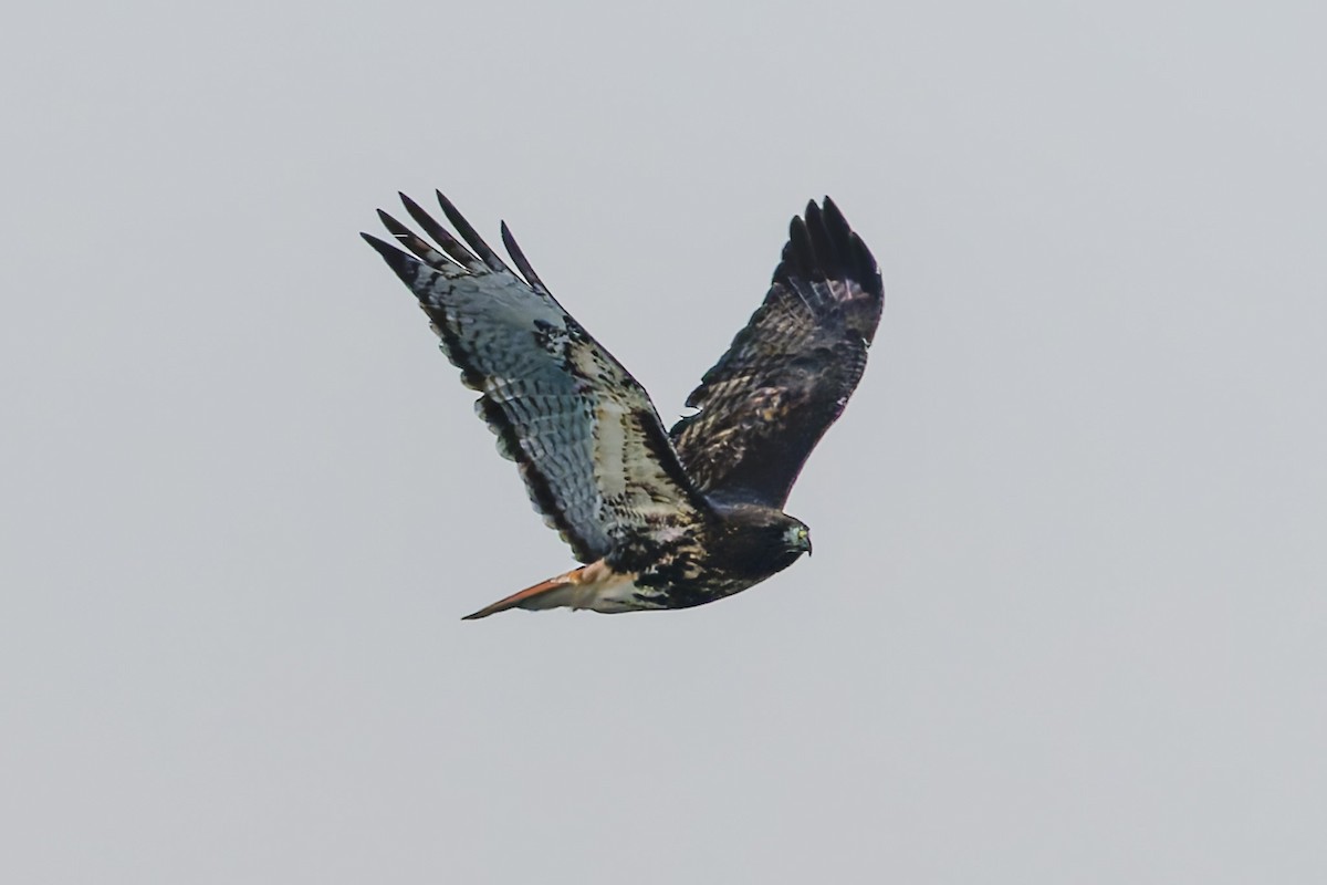 Red-tailed Hawk (abieticola) - ML646466055