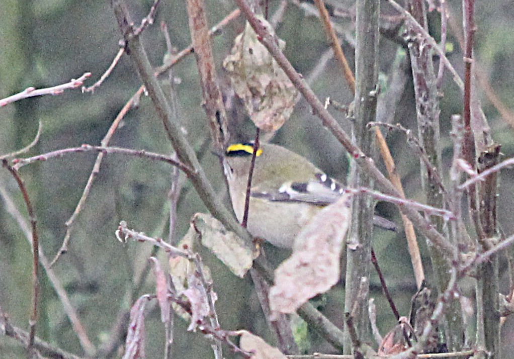 Goldcrest - ML646466057