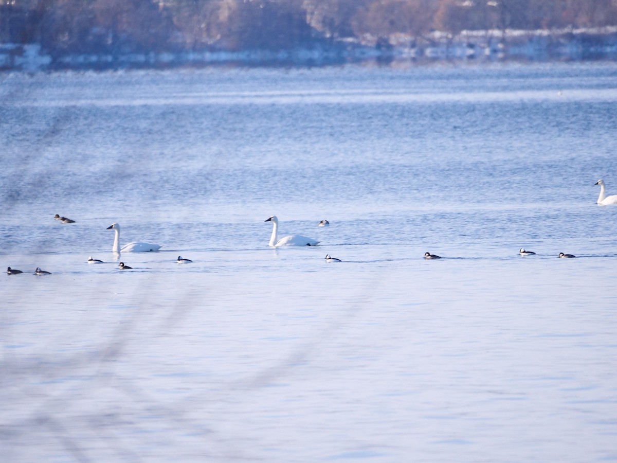 Tundra Swan - ML646466058
