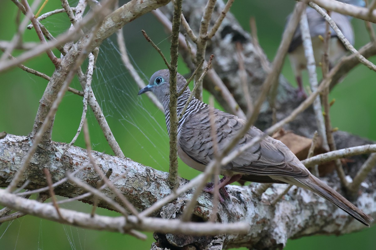 Peaceful Dove - ML646466060