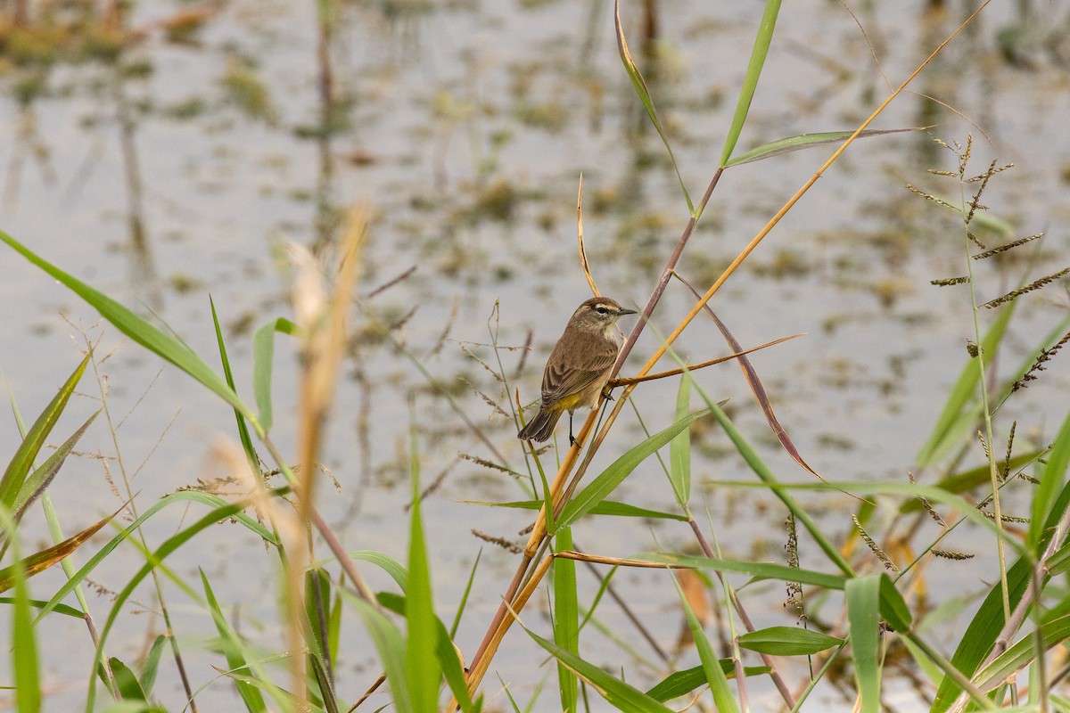 lesňáček bažinný - ML646466061