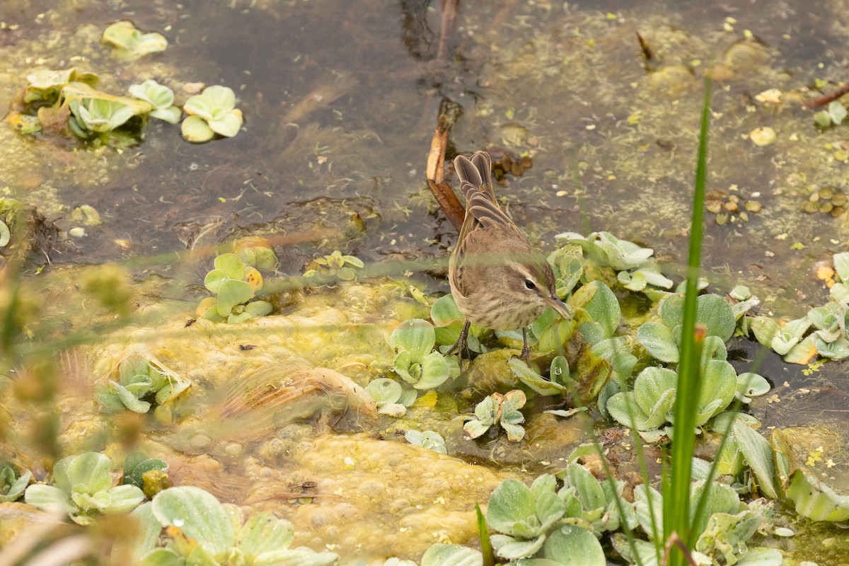 lesňáček bažinný - ML646466062