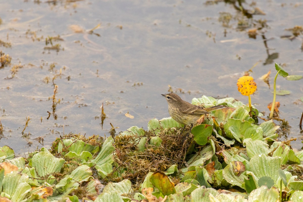 lesňáček bažinný - ML646466063
