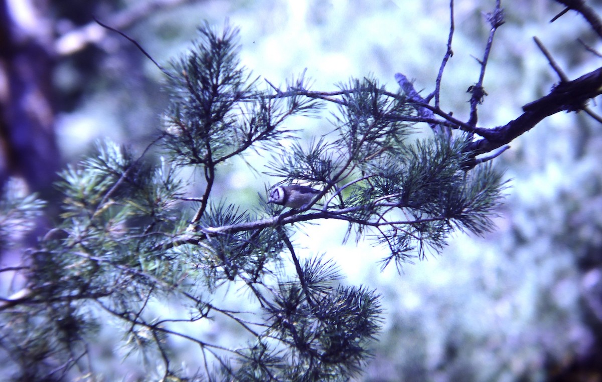 Tepeli Baştankara - ML646466064