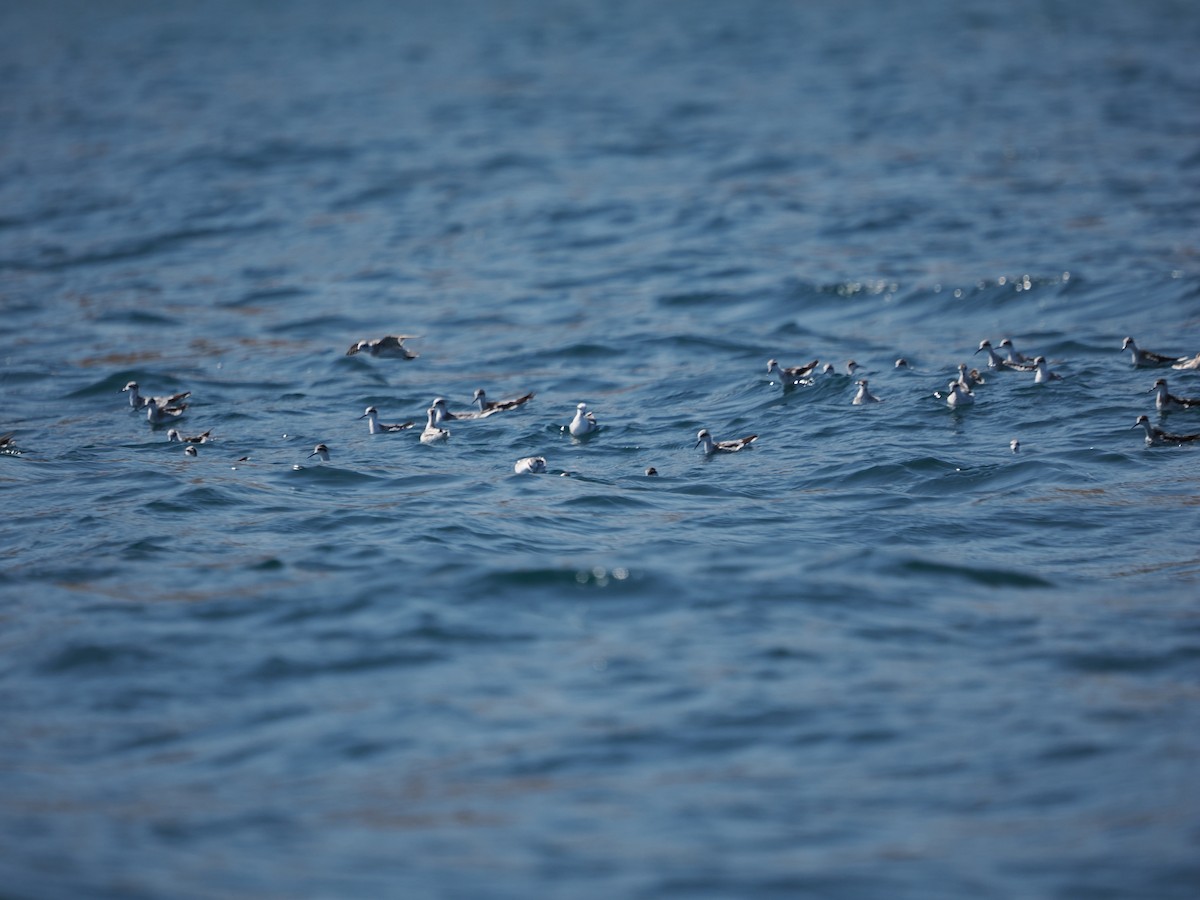 Denizdüdükçünü - ML646466065