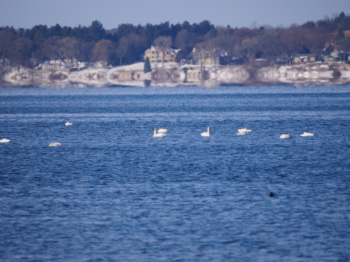 Küçük Kuğu - ML646466067