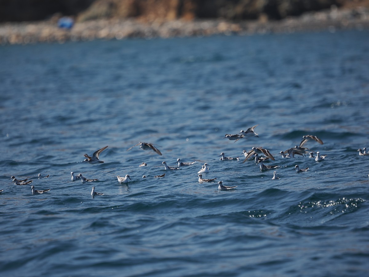 Denizdüdükçünü - ML646466069