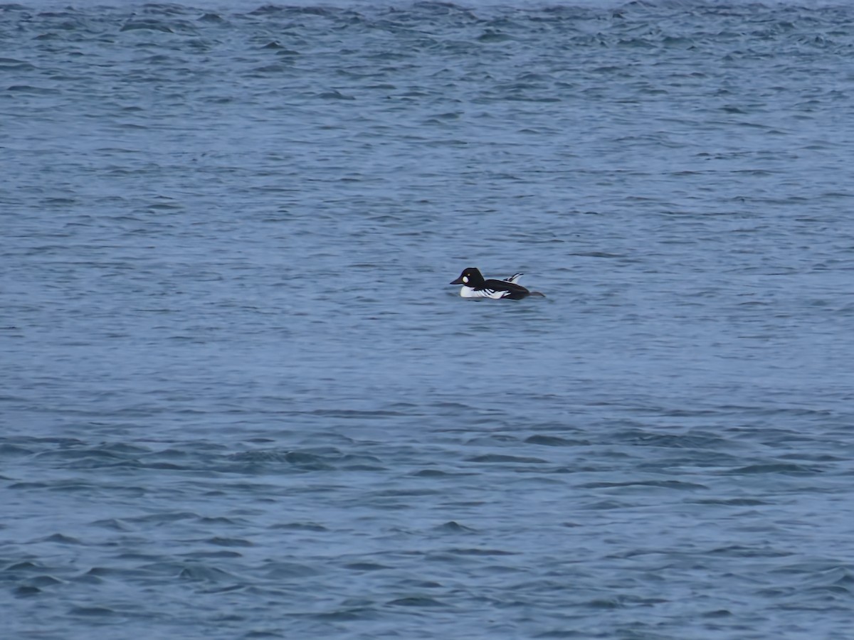 Altıngöz - ML646466070