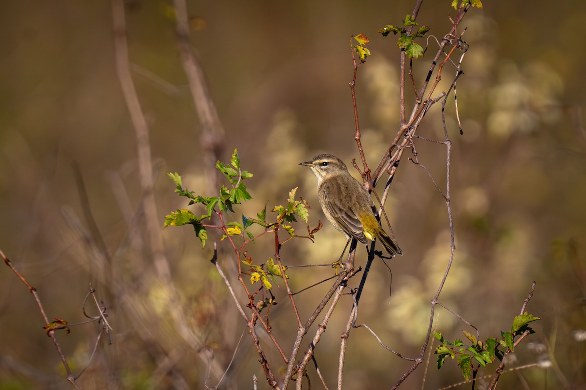 Palmiye Ötleğeni - ML646466074