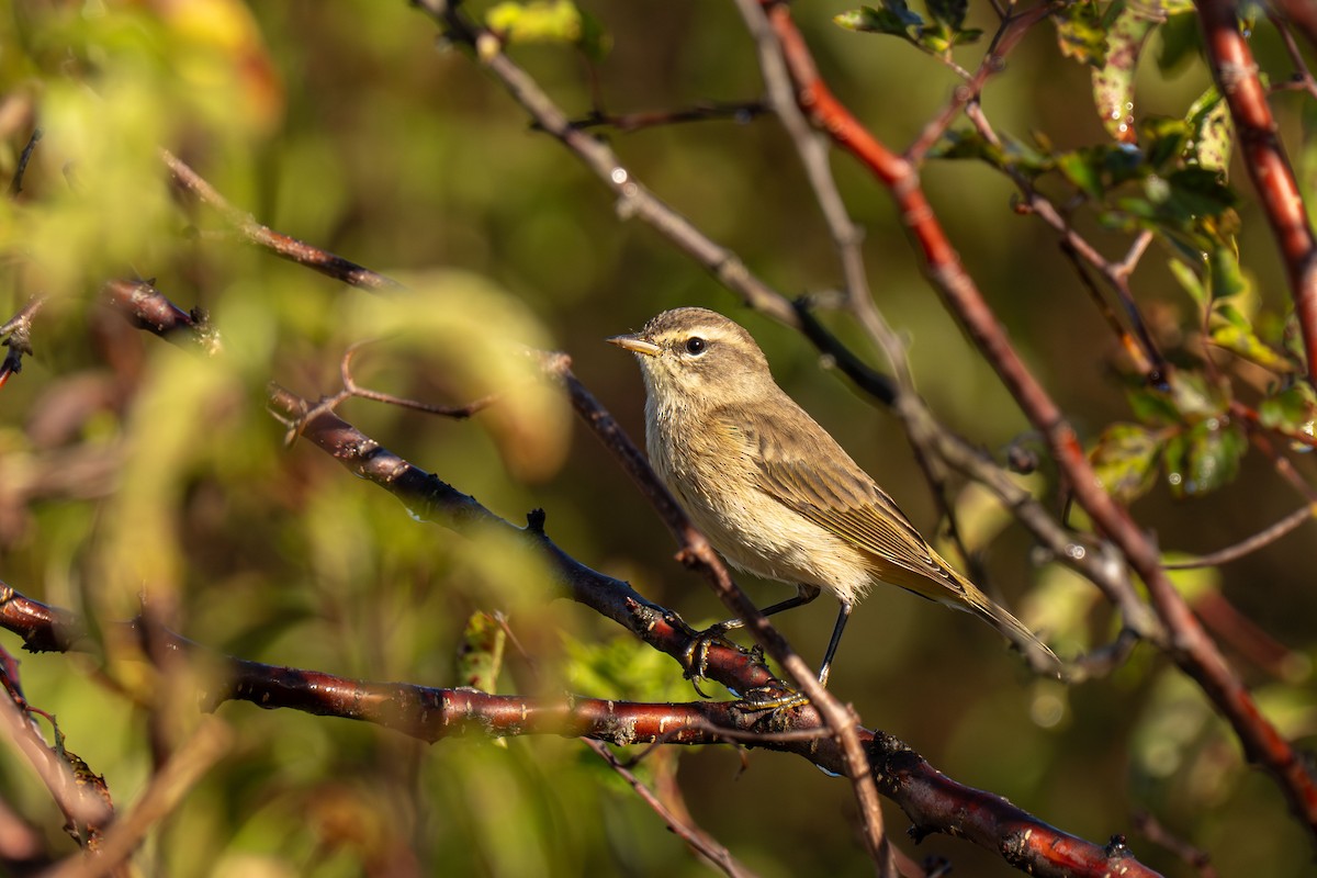 Palmiye Ötleğeni - ML646466075
